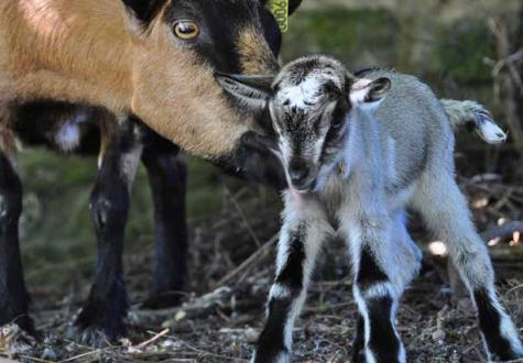 Visite ferme yvelines groupe centre de loisirs chèvres