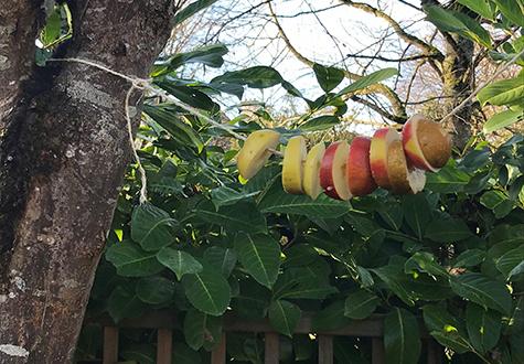 aliment pour oiseaux du jardin