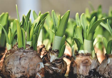 Qu'est-ce qu'un bulbe à fleurs ? - Jardins de France