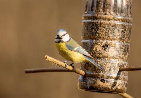 Mésange oiseaux jardin fermes de gally