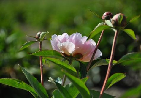 Pivoines