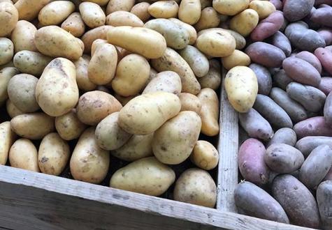 Les pommes de terre de la ferme de Concie