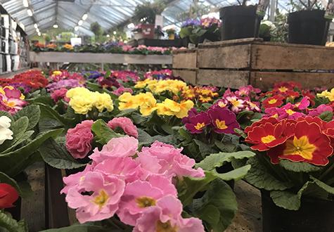 Primevères en vente à la jardinerie de la Ferme de Gally